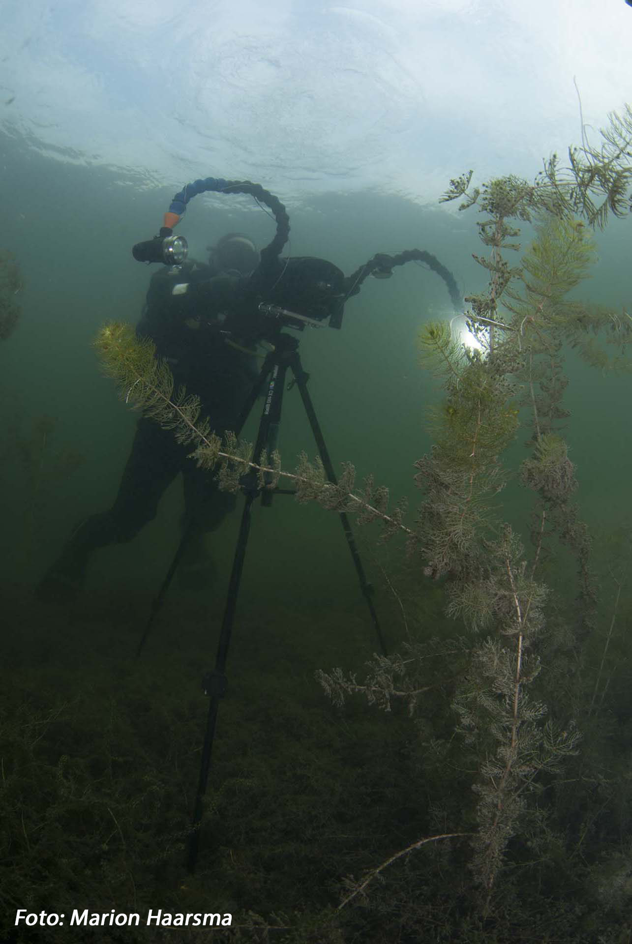 onderwaterfilmer-filmografie